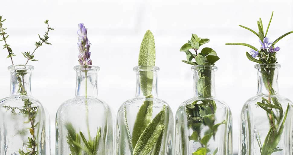 Introducción a las Plantas Medicinales Introducción a las Plantas Medicinales