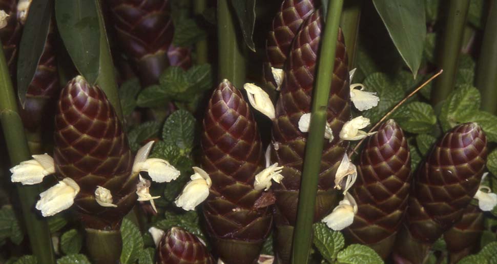 Aceite Esencial de Jengibre Amargo