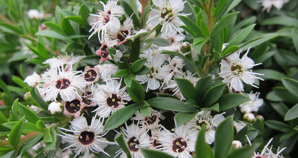 Aceite Esencial de Kanuka