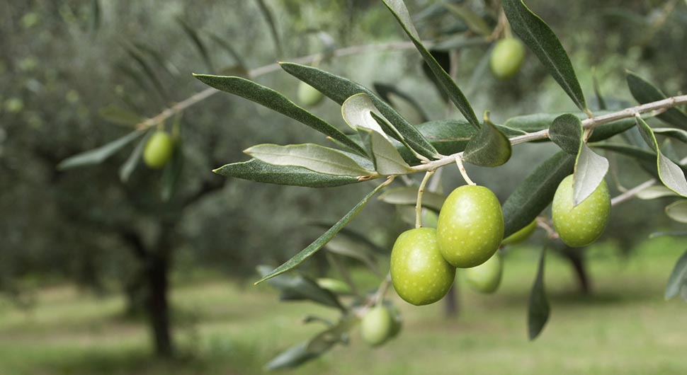 Las Hojas y el Aceite de Oliva en Medicina Popular