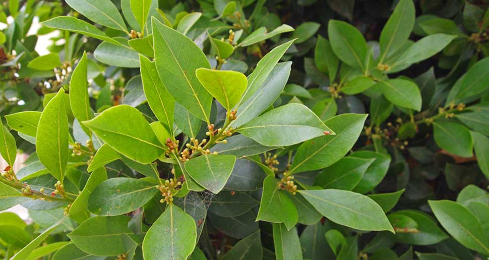 Aceite Esencial de Hoja de Laurel
