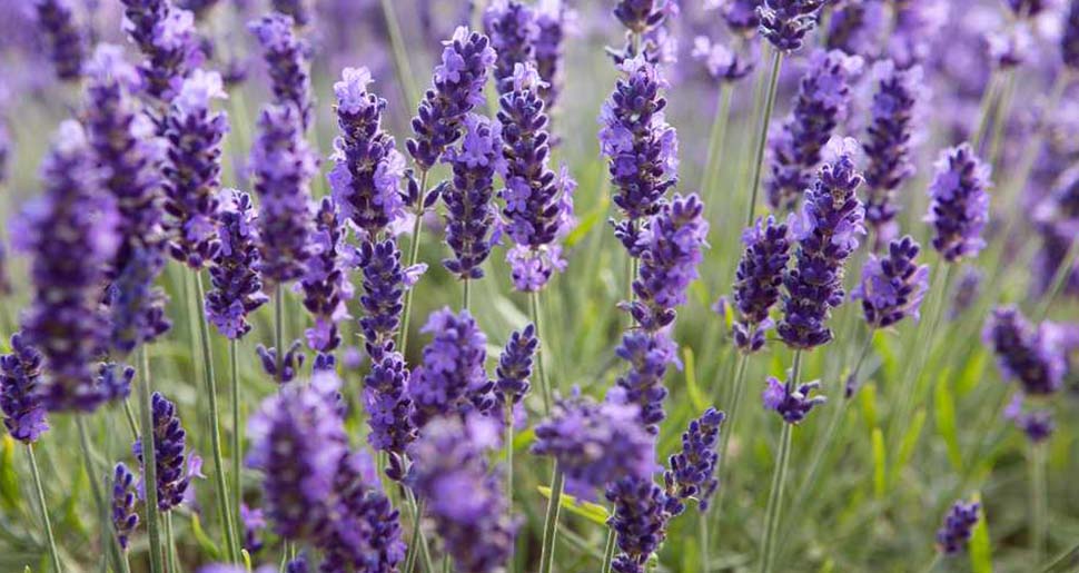Aceite Esencial de Lavanda (Lavandula vera o angustifolia) Aceite Esencial de Lavanda (Lavandula vera o angustifolia)