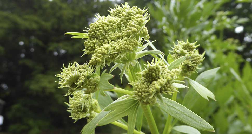 Aceite Esencial de Alheña o Levístico