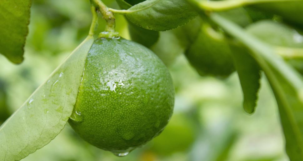 Aceite Esencial de Lima