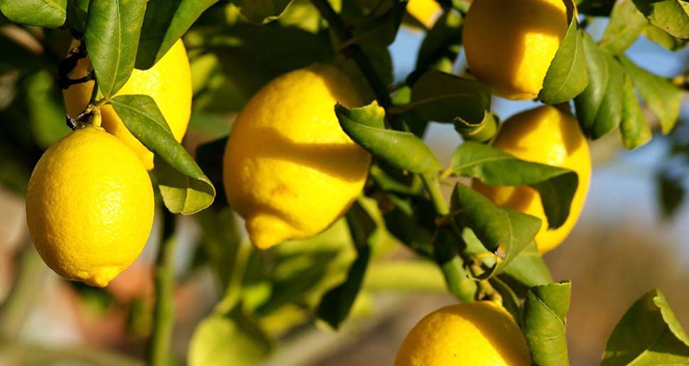 Aceite Esencial de Limón