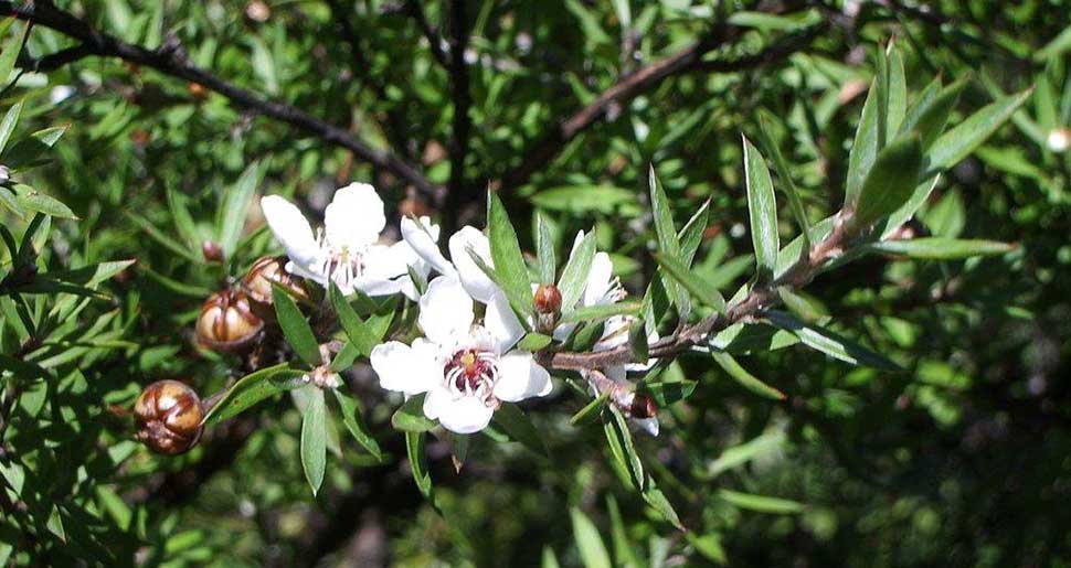 Aceite Esencial de Madera de Lináloe