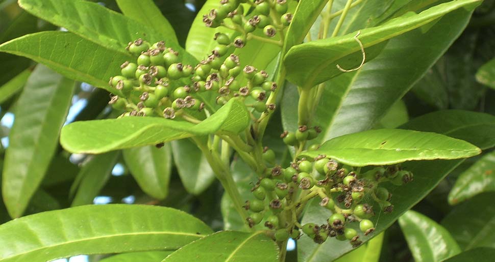 Aceite Esencial de Malagueta