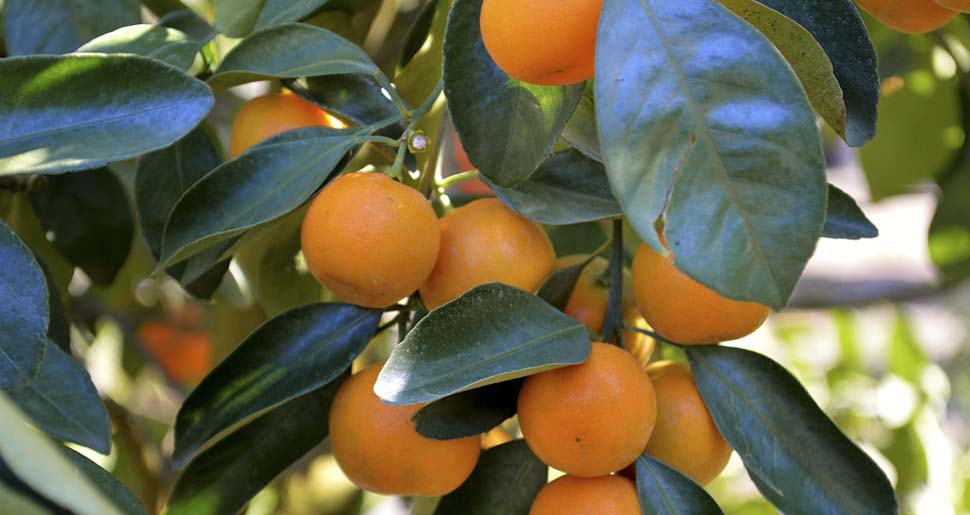 Aceite Esencial de Mandarina