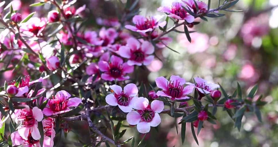 Aceite Esencial de Manuka