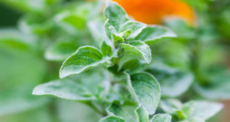 Aceite Esencial de Mejorana Dulce