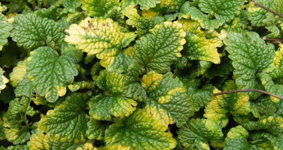 Aceite Esencial de Melisa