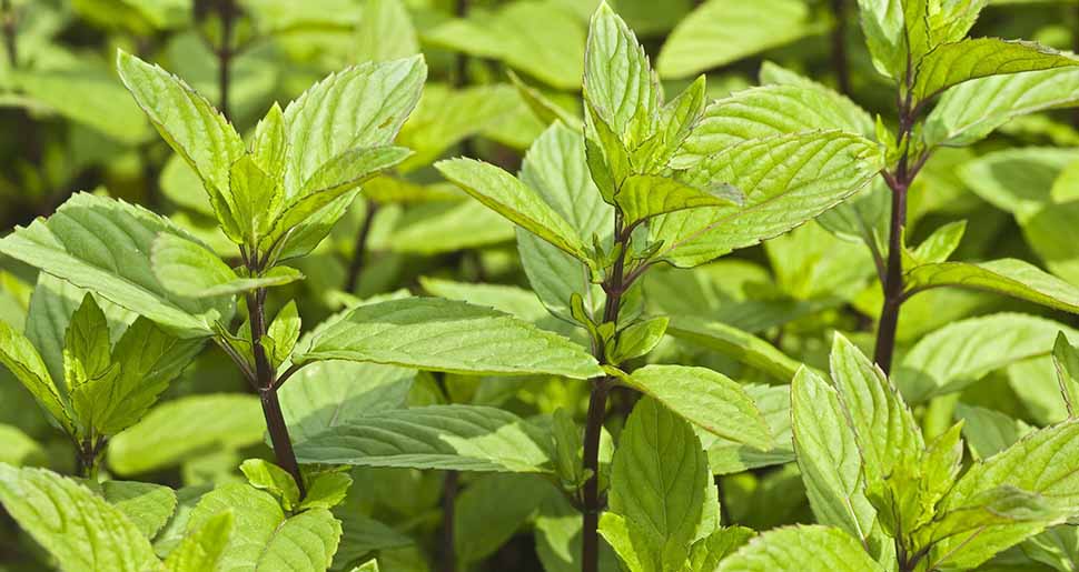 Aceite Esencial de Menta Bergamota o Cítrica