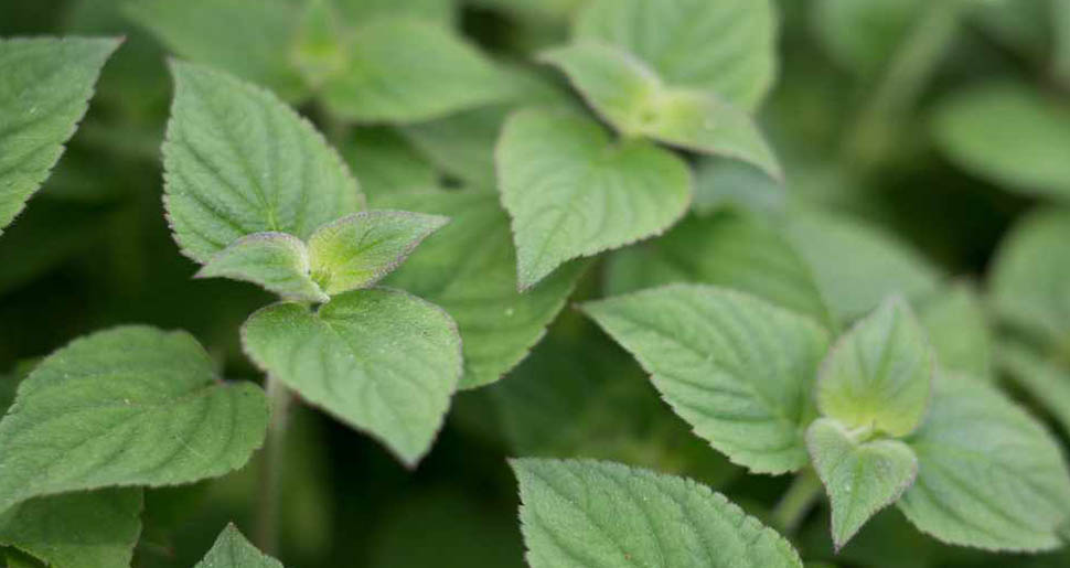 Aceite Esencial de Menta Piperita