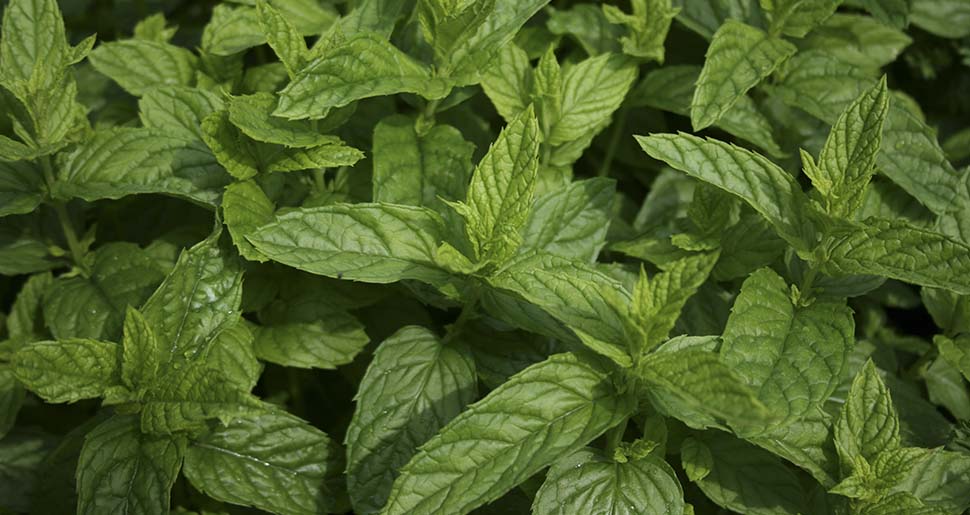 Aceite Esencial de Menta Verde o Hierbabuena
