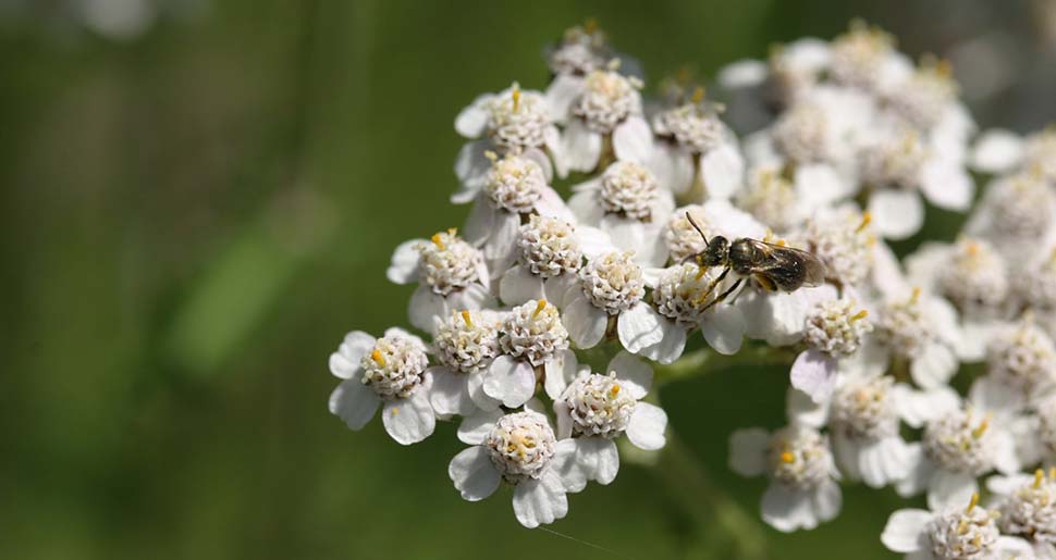 Aceite Esencial de Milenrama