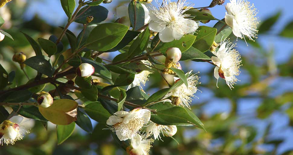 Aceite Esencial de Mirto