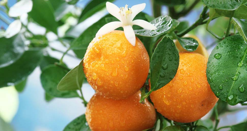 Aceite Esencial de Naranja Dulce