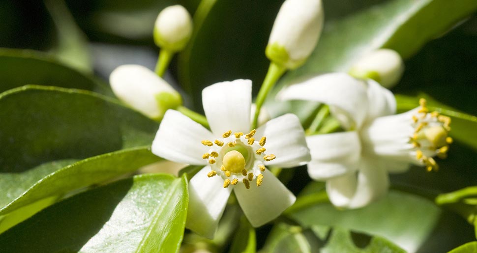 Aceite Esencial de Nerolí o Azahar