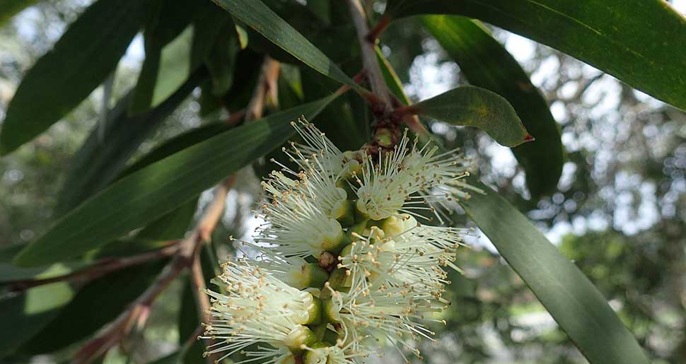 Aceite Esencial de Niaulí