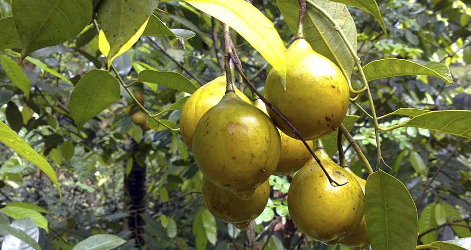 Aceite Esencial de Nuez Moscada