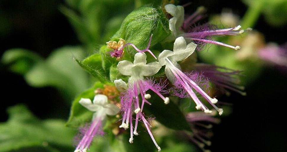 Aceite Esencial de Pachuli