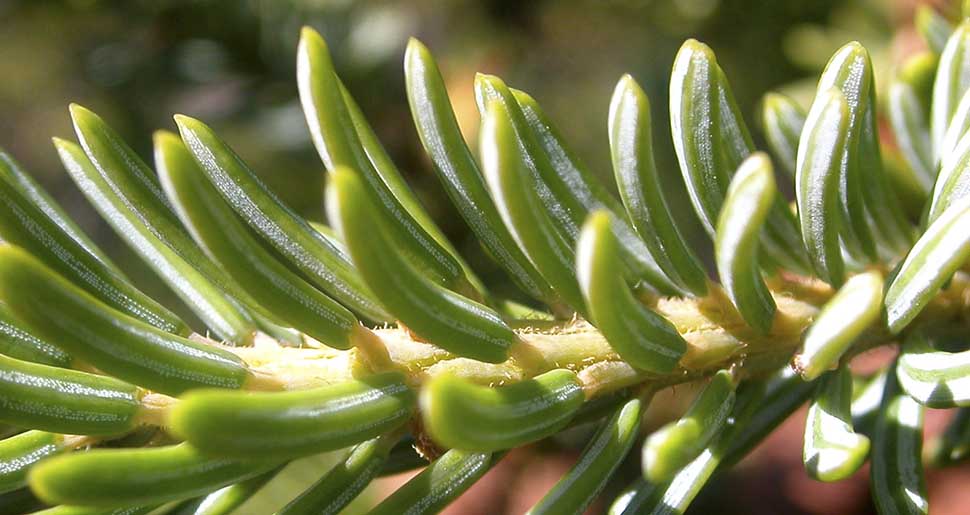 Aceite Esencial de Pícea Negra