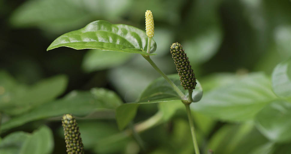 Aceite Esencial de Pimienta de Cubeba