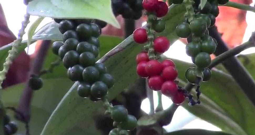 Aceite Esencial de Pimienta Negra