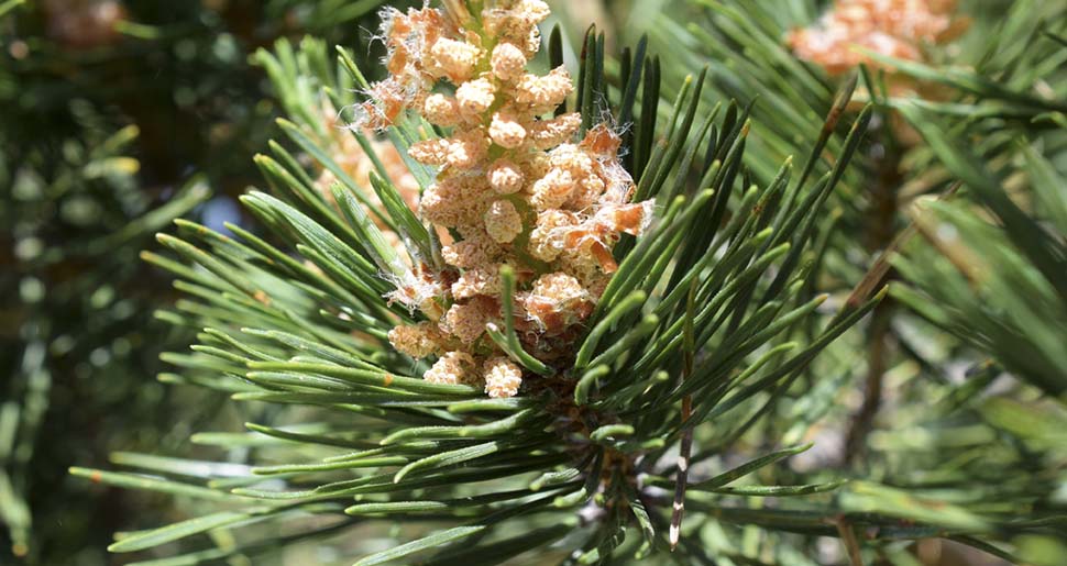 Aceite Esencial de Pino Silvestre