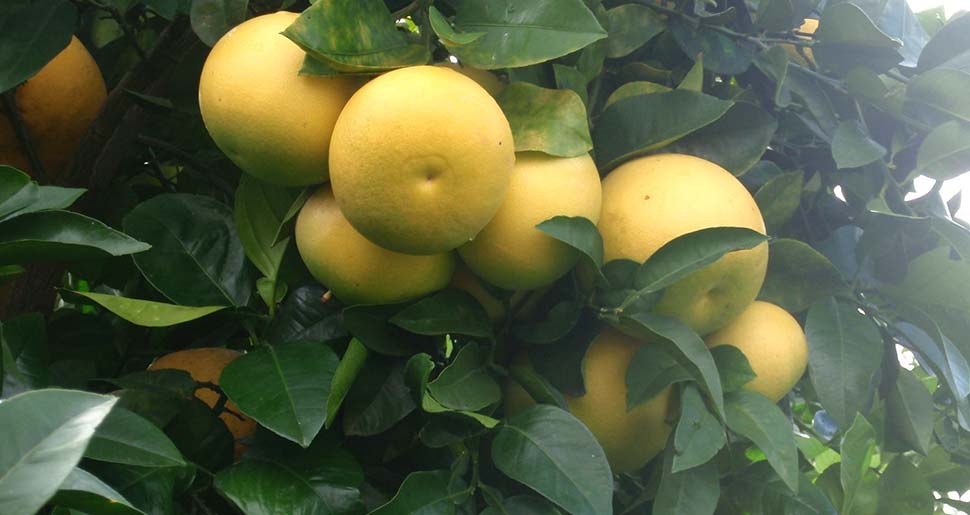 Aceite Esencial de Pomelo
