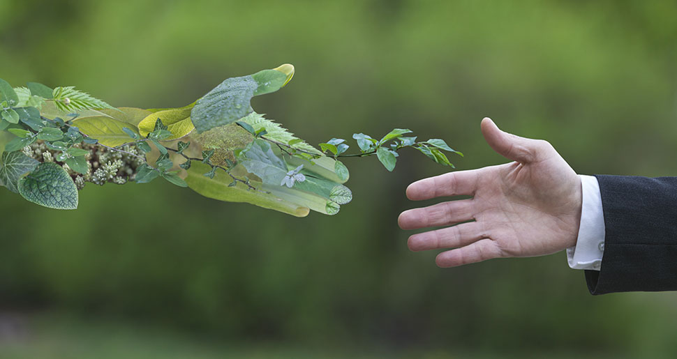 Plantas Medicinales: Por Qué Curan Las Plantas Plantas Medicinales: Por Qué Curan Las Plantas