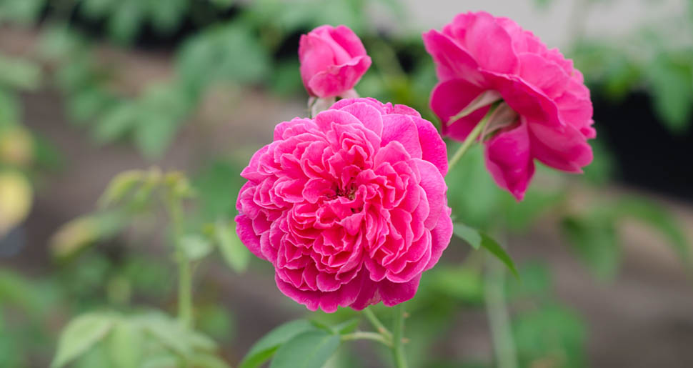 Aceite Esencial de Rosa Damascena