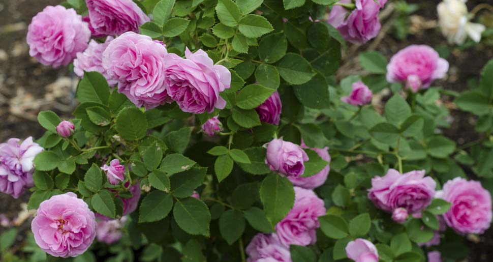 Absoluto de Rosa Centifolia