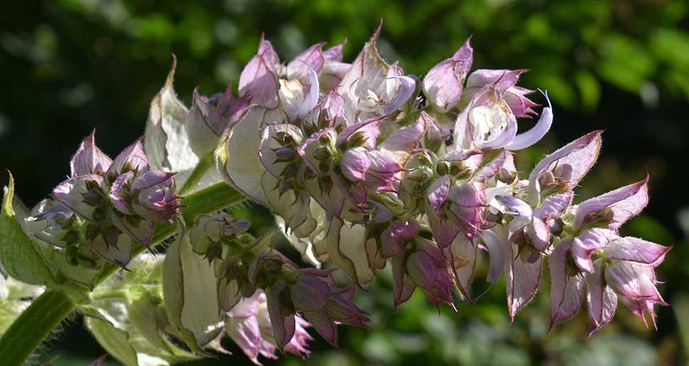 Aceite Esencial de Salvia Romana (Amaro)