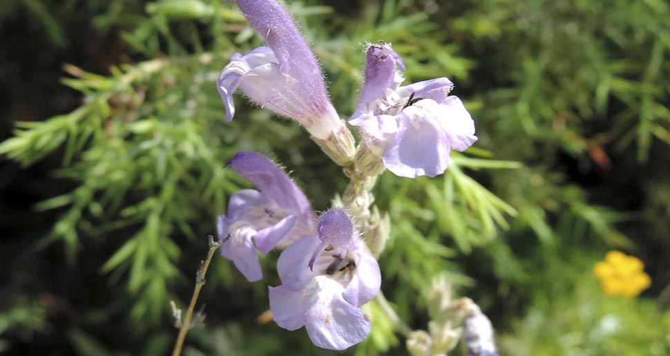 Aceite Esencial de Salvia española