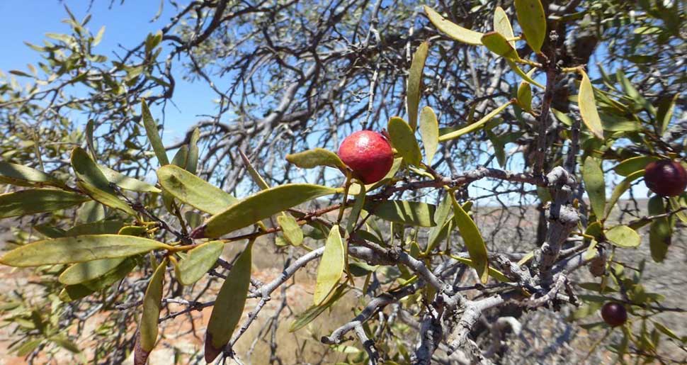 Aceite Esencial de Sándalo Australiano