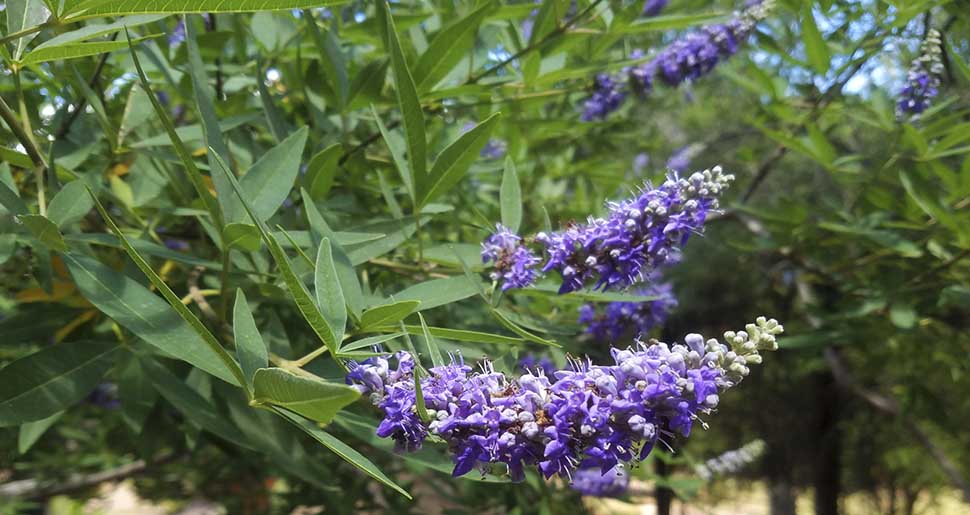 Aceite Esencial de Sauzgatillo