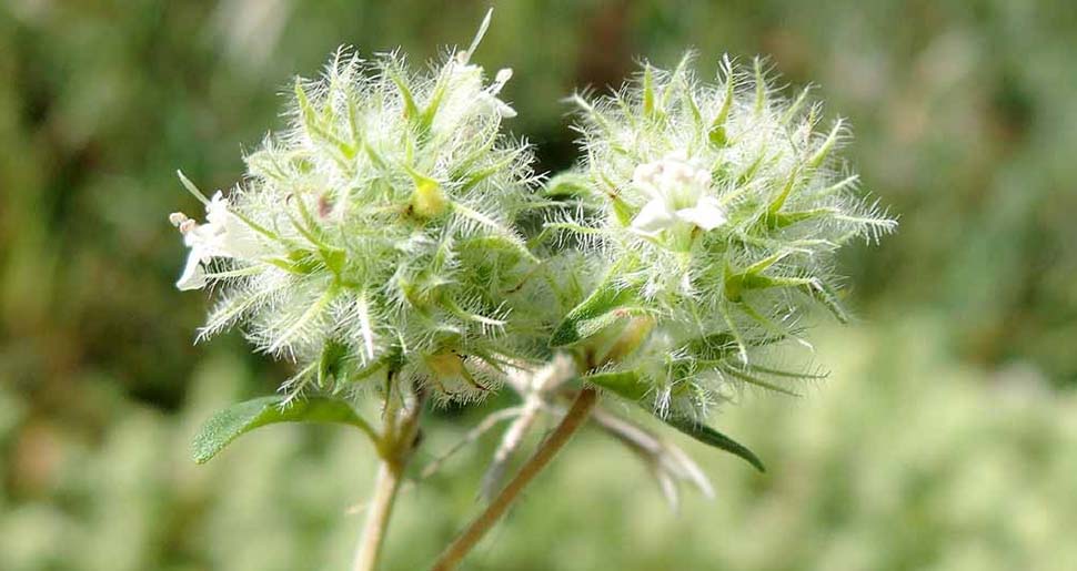 Aceite Esencial de Tomillo Blanco