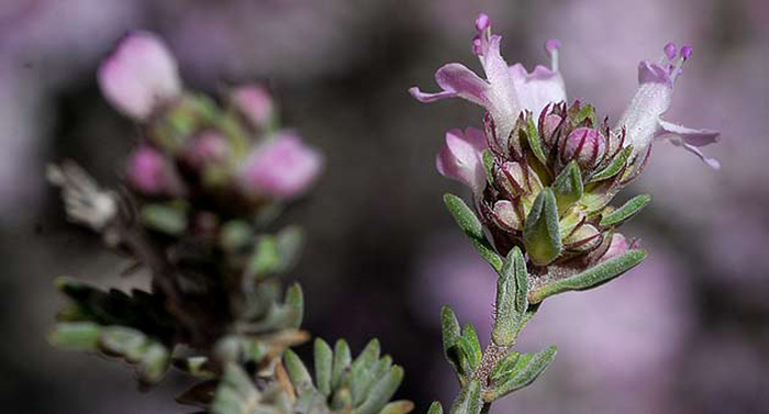 Tomillo - Métodos Naturales contra los Ronquidos Tomillo - Métodos Naturales contra los Ronquidos