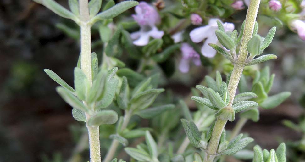 Aceite Esencial de Tomillo