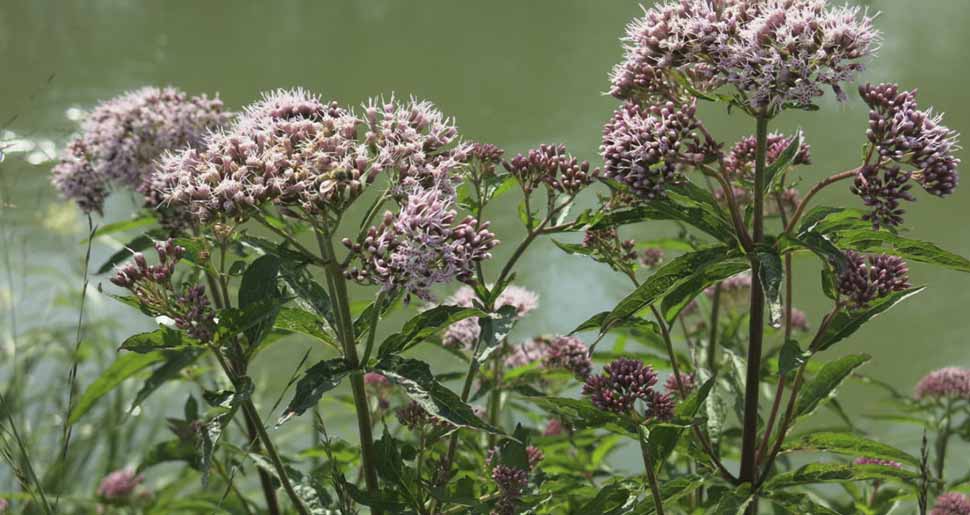 Aceite Esencial de Valeriana