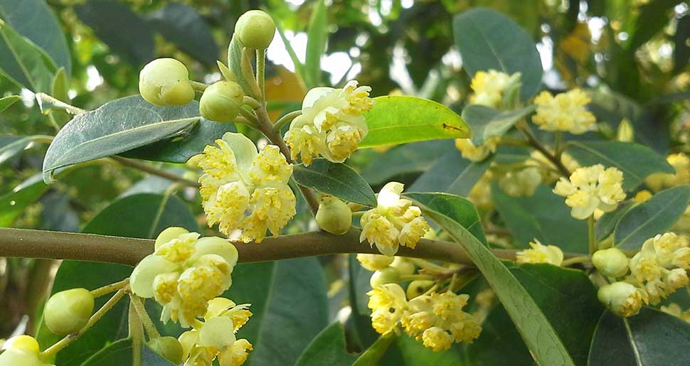 Aceite Esencial de Verbena Exótica