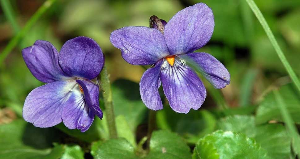 Absoluto de Hoja de Violeta
