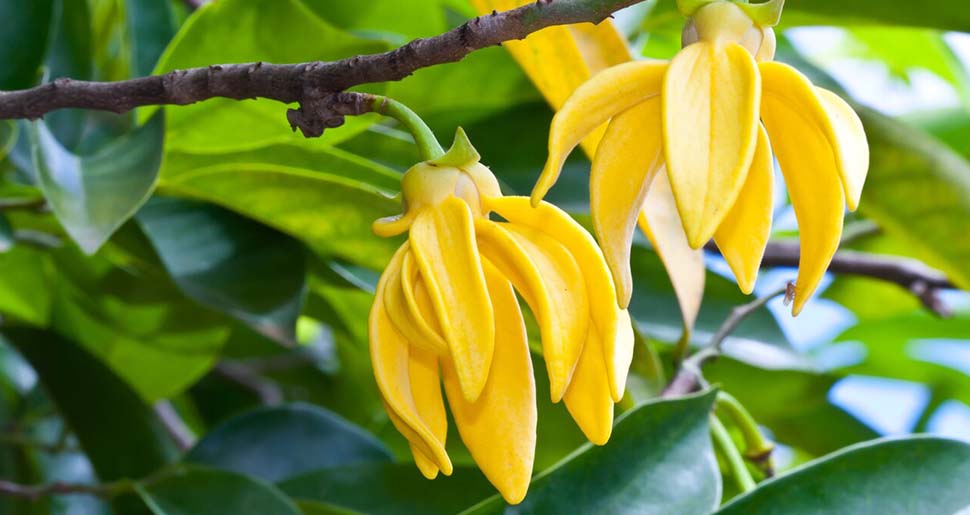 Aceite Esencial de Ilang-Ilang