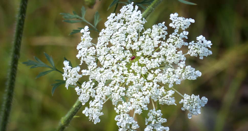 Aceite Esencial de Zanahoria