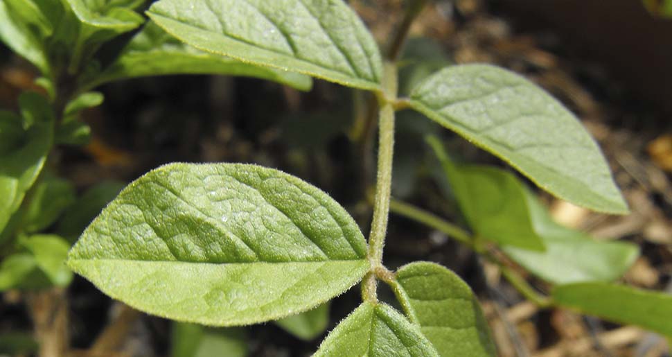 Plantas Medicinales: Gan cao (Glycyrrhiza uralensis)