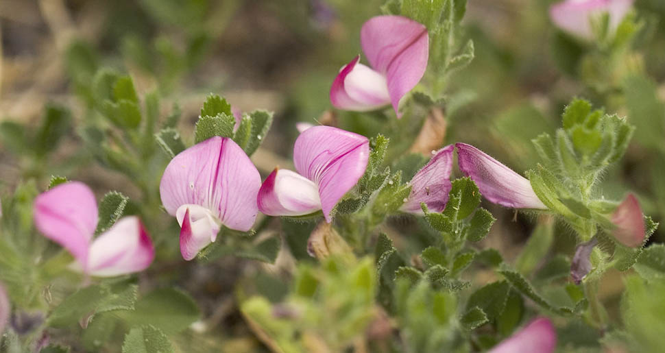 Plantas Medicinales: Gatuña (Ononis spinosa L.)