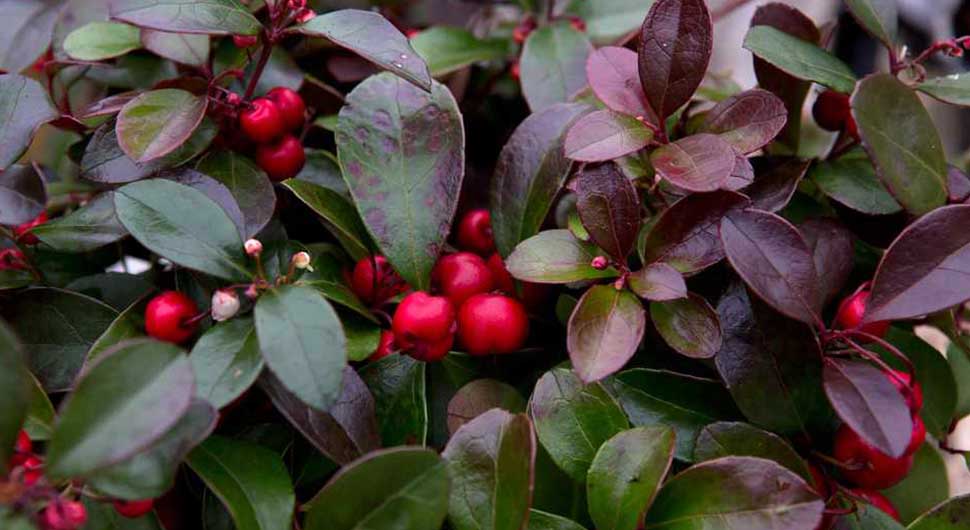 Aceite esencial de Gaulteria (Gaultheria procumbens)