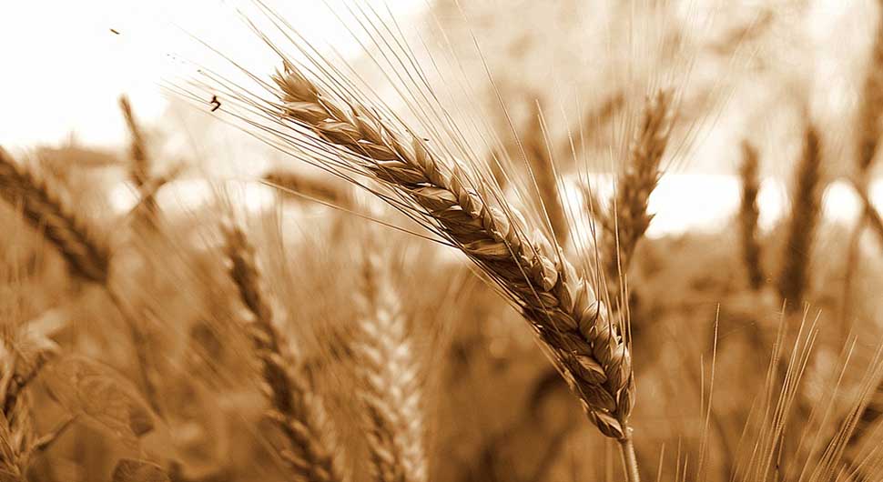 Aceite Vegetal de Germen de Trigo (Triticum vulgare)