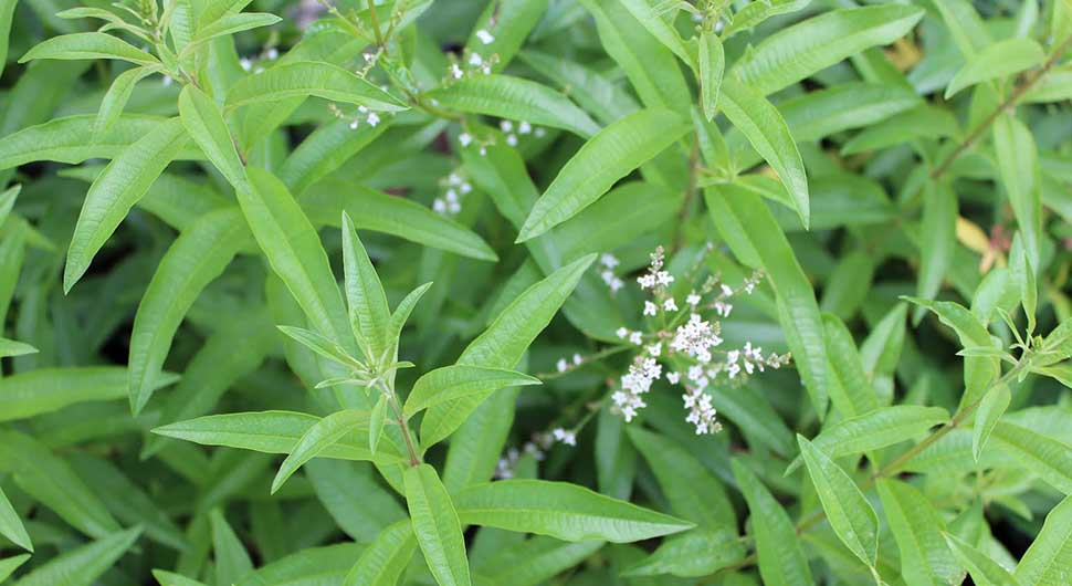 Aceite Esencial de Hierbaluisa o María Luisa (Lippia citriodora)